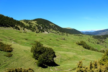 Fototapeta premium prado alpino