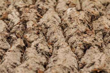 Natural willow tree bark background