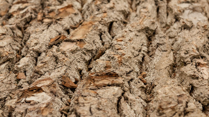 Natural background of old tree bark. The texture of the bark of Willows. The texture of the tree bark is similar to the texture of rocks. The sharp center and blurred edges. Selective focus.
