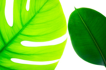 Natural green tropical exotic plant leaves in backlight isolated on white background. 