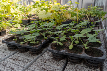 Commercial squash seedlings in trays