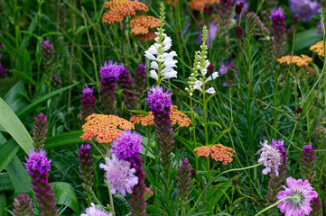 Obraz premium DHD-HC4-0842Close up of a flower border with Liatris, achillea and Sanguisorba