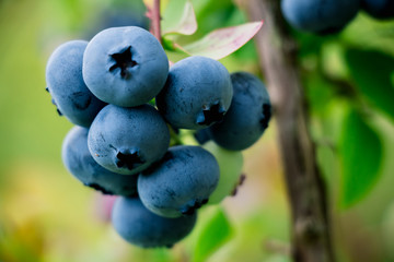 ripe blueberry cluster on a bush