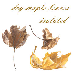 Acrylic painted dry golden and brown maple leaves, isolated