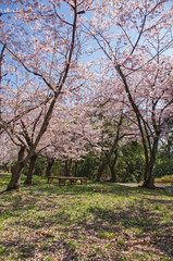 Fototapeta premium 服部緑地・桜の咲く風景