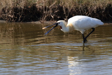Eurasian or common spoonbill in nature Island Texel,Holland