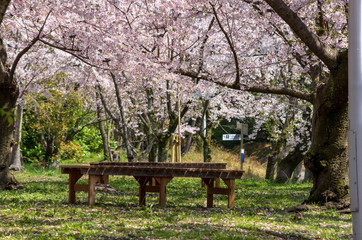 Fototapeta na wymiar 服部緑地・桜の咲く風景