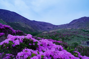 Obraz premium ミヤマキリシマの花が満開の阿蘇中岳の風景