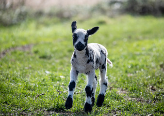 Cute curious lamb staring at camera in a Dutch meadow, Woudrichem