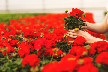 Women's hands hold beautiful red geranium flowers in the garden