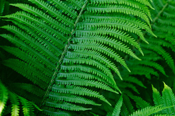 Close-up of lush bushes of vibrant green ferns in the forest