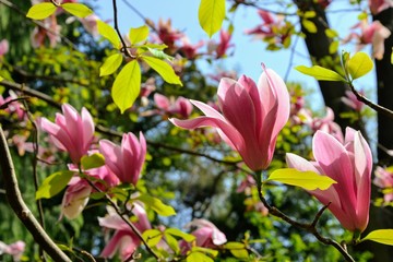 Amazing, colorful blooming magnolia bushes / trees. Pink or purple magnolia flowers in the spring. Flowering plant species of the family Magnoliaceae.