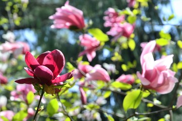 Amazing, colorful blooming magnolia bushes / trees. Pink or purple magnolia flowers in the spring. Flowering plant species of the family Magnoliaceae.