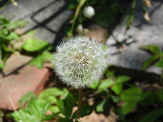 タンポポの綿毛