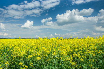 Fototapeta premium Yellow rape field on the close-up