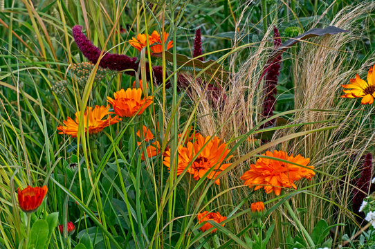 Close up border detail with Marigolds and Stipa grass