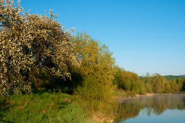 Fototapeta premium Blooming trees on a mountain lake in the open air against the background of the forest and mountains