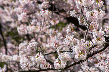 満開の桜