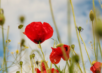 Red poppy flowers