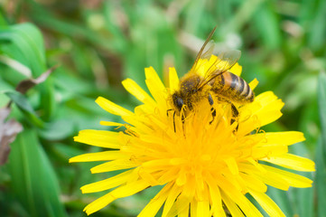 Bee on a yellow flower collects honey macros