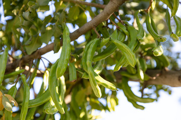 Carob tree. Ceratonia siliqua, commonly known as the carob tree or carob bush. Healthy organic sweet carob pods with seeds and leaves. Healthy eating. - obrazy, fototapety, plakaty