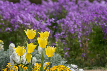 黄色のチューリップのある花壇の風景