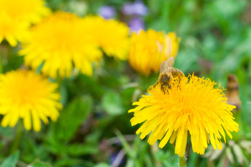 Bee on a yellow flower collects honey macros