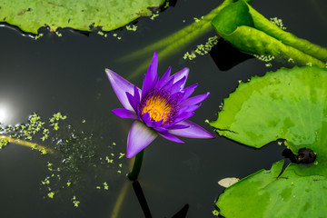 Purple Lotus