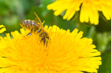 Bee on a yellow flower collects honey macros