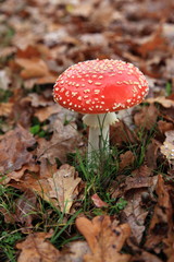 einzelner Fliegenpilz im Herebst mit Eichenlaub
