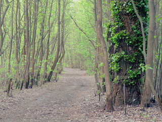 footpath in a deep forest. green thickets