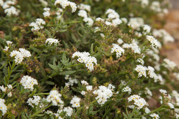 Flora of Gran Canaria -  Heliotropium ramosissimum