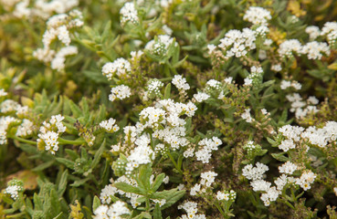 Flora of Gran Canaria -  Heliotropium ramosissimum