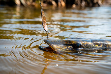Angling predator fish