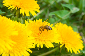 Bee on a yellow flower collects honey macros