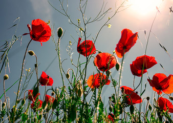 Red poppy flowers