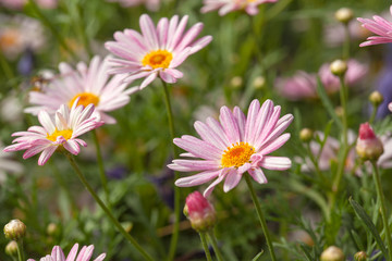 floral background with canarian marguerite daisy