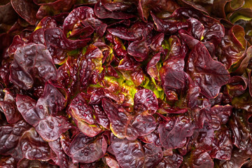 red leaf lettuce center