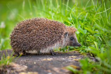 Cute common hedgehog on a stump in spring or summer forest during dawn. Young beautiful hedgehog in...