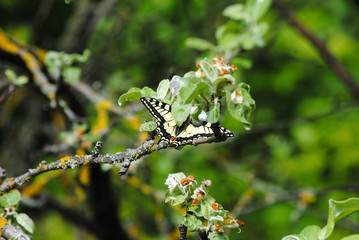 butterfly on a tree branch in spring