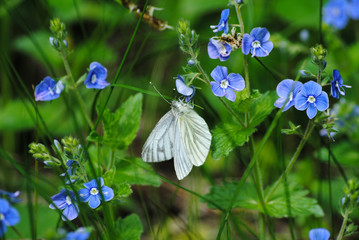 white butterfly on a flower