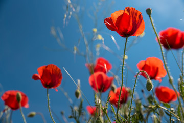 Red poppy flowers