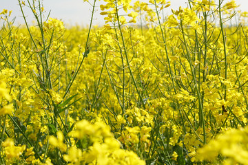 Obraz premium Rapsfeld im Frühling