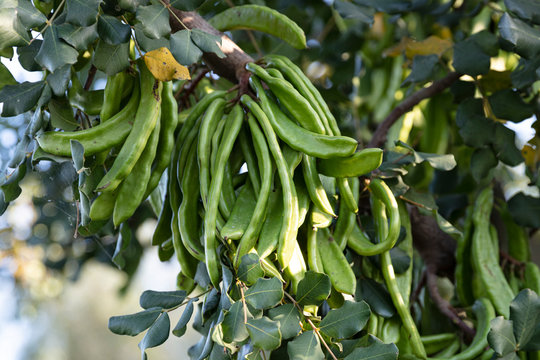 Carob tree. Ceratonia siliqua, commonly known as the carob tree or carob bush. Healthy organic sweet carob pods with seeds and leaves. Healthy eating.