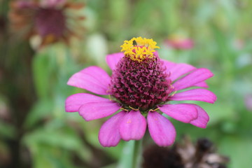 ひゃくにちそう