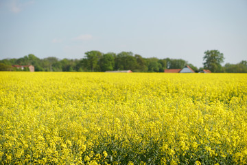 Rapsfeld im Frühling