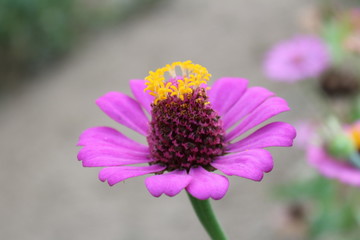 ひゃくにちそう