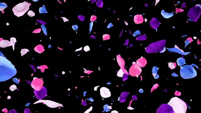 Romantic flying vibrant colorful white pink purple blue rose flower petals St Valentine's Day Mother's Day wedding anniversary greeting cards invitation birthday e-card Seamless loop 4k alpha isolated