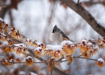 Tufted titmouse in snow