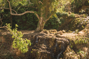 Large leafy tree covered with ivy